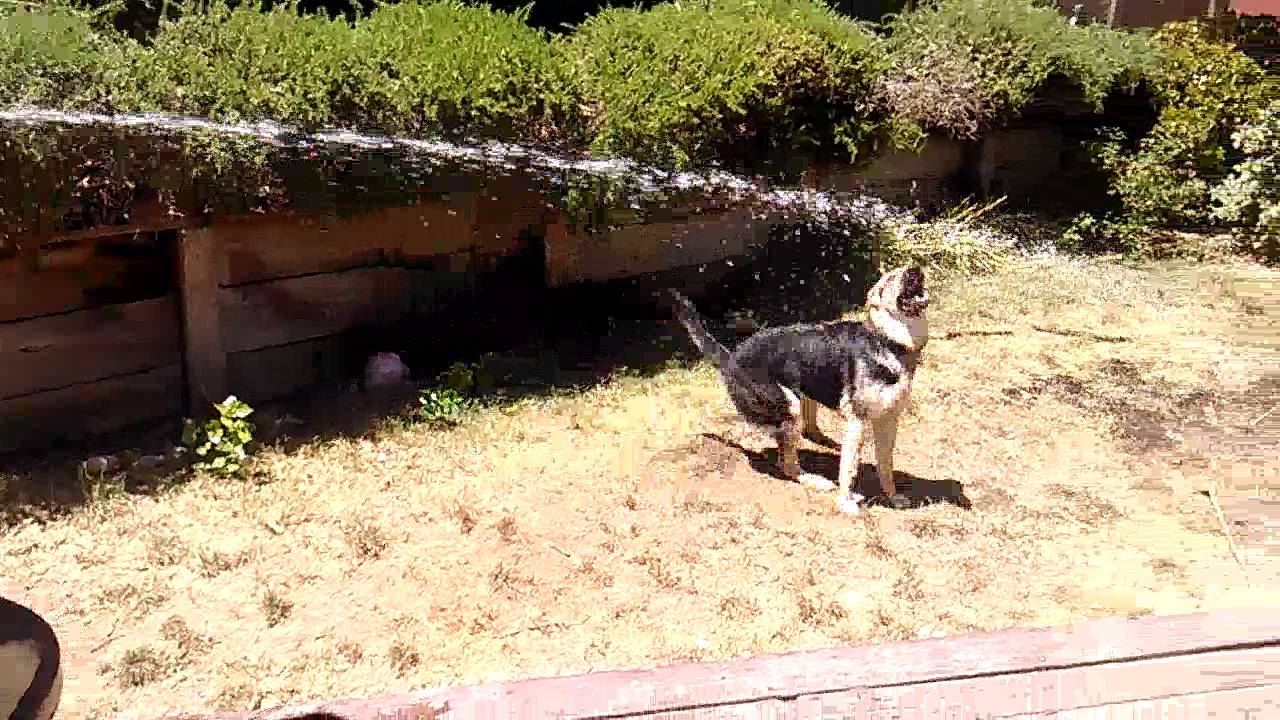 Dogs hate water YouTube