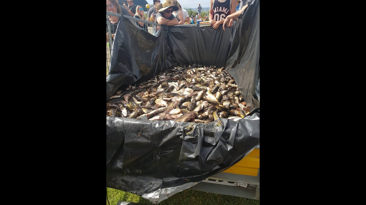 2019 Lake Taupo Catfish Cull, Hit and Miss YouTube