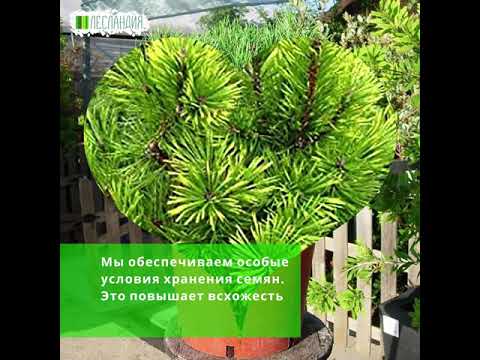 Сосна горная Мугус