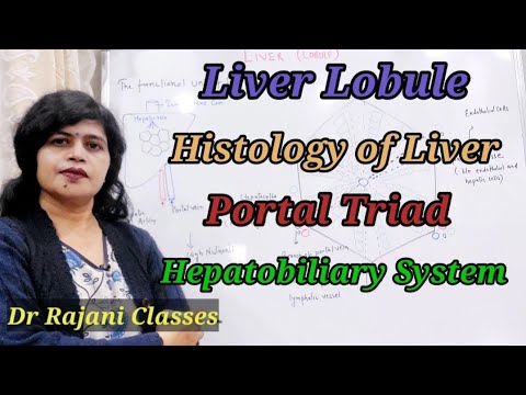 Liver-Lobule || Histology of liver || Portal triad || Hepatobiliary duct system ||#liverphysiology