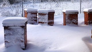 Зимовка карники на 145-й рамке (теплый занос)