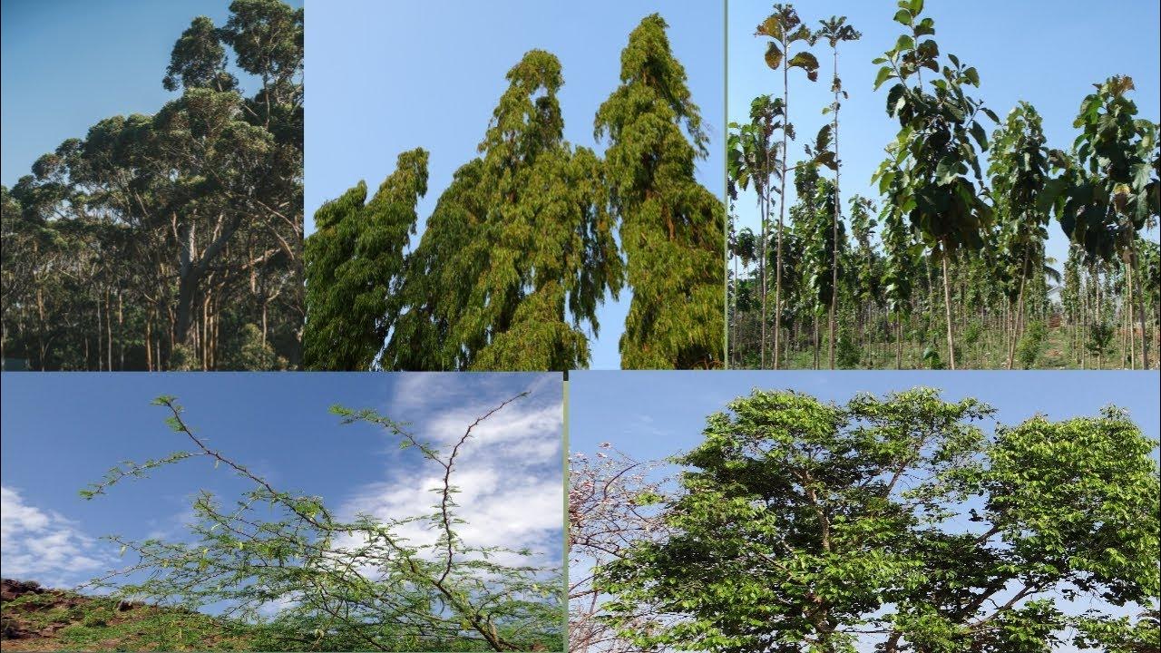 Trees Names List In Tamil