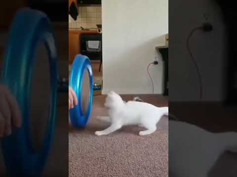 Meu Gato fica