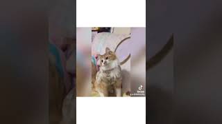 Download Lagu Kimi no Toriko dance challenge......tik tok compilation MP3