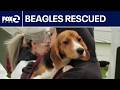 1,500 beagles rescued from research facility | KTVU