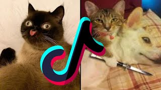 Cats & Cute Baby Kittens Vs Logic 😹 Don't Hold Back The Laughter - Funny Pet Videos TikTok Mashup by Boop Boop 28 views 2 years ago 7 minutes, 21 seconds