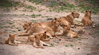 A Big Lion Family and a Hippo