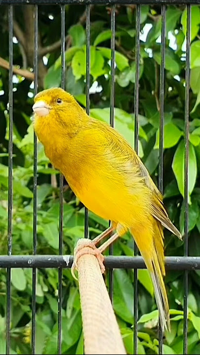 singing birds | animal sound | canary #birds #birdsounds #animals