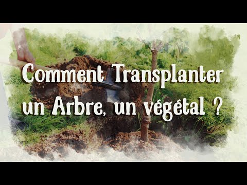 Vidéo: Conseils pour déplacer un arbre - Quand et comment transplanter un arbre ou un arbuste