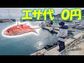 漁港に落ちてた魚をエサにして足元に落とすと…