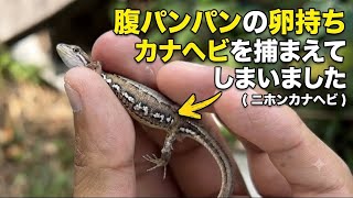 I caught a Japanese grass lizard full of eggs - YouTube