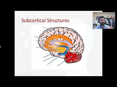 Video: Waar is de subcortex in de hersenen?