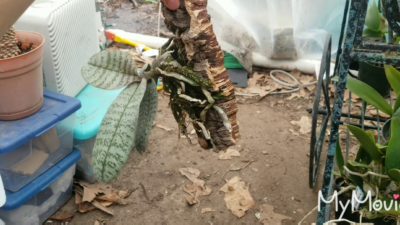 Phalaenopsis schilleriana mounted culture