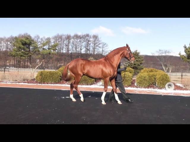カリズマティック(Charismatic)-JBBA日本軽種馬協会2016 - YouTube
