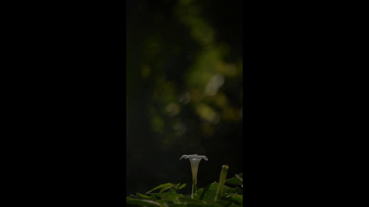 Stop lying to yourself: You have wings.