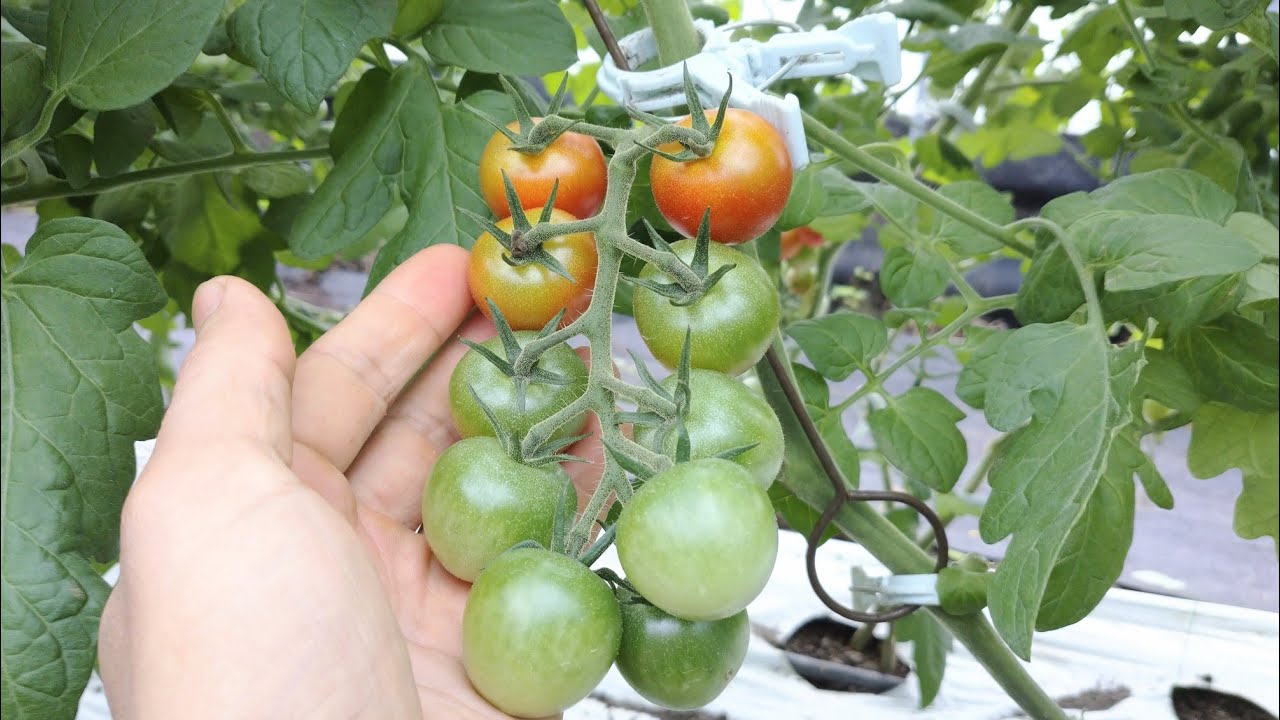 ミニトマト栽培 玉のサイズを大きく育てるコツ 21 7 19 Youtube