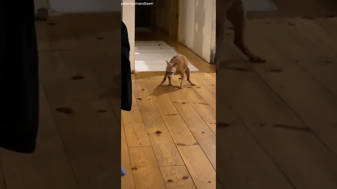 Psycho Dog poop on floor