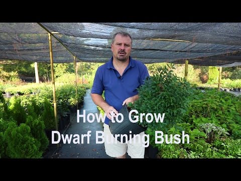 How to grow Dwarf Burning Bush with detailed description