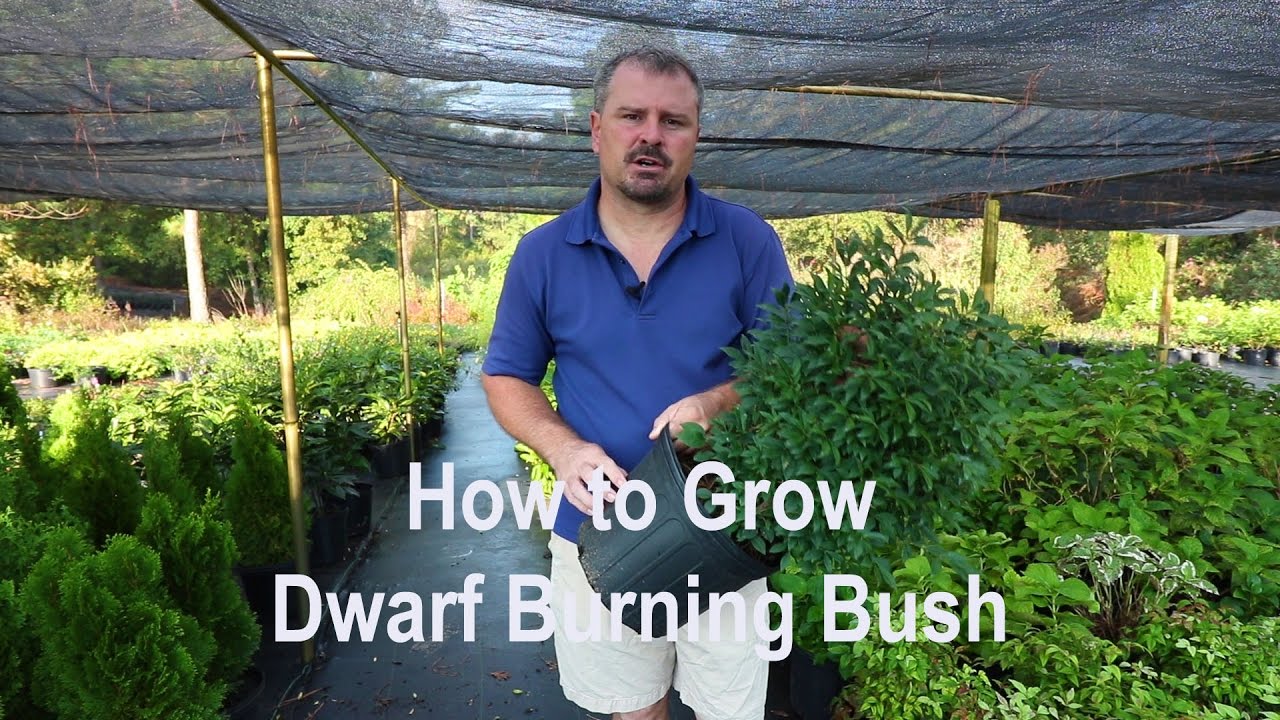 How to care for burning bush after planting