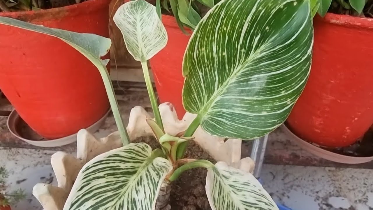 How to Grow and Care Philodendron Birkin || Best Plant for Beginners ||  Easy to Grow Philodendron