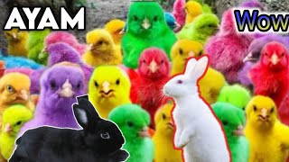 Ayam Warna-Warni,Ayam Lucu Dunia,Ayam Seluruh Dunia, Bulu warna-warni,Hewan lucu,Kelinci,animal cute