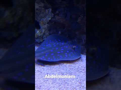 سمك الرأي اللاسع   