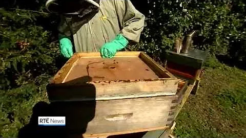 Concern for bees - pesticide linked to a decline in pollinating insects