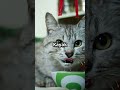 Fakta Mengejutkan  Kenapa Kucing Suka Makan Rumput  #shortsfeed #shortsvideo #kucing #faktaunik