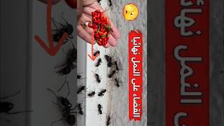 التخلص من النمل و الحشرات نهائيا من البيت والزرع #shortvideo #shortsvideo