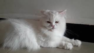 How to Check Original Persian Cat | What is the Identity of the Real Persian Cat | persian cat