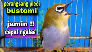 Pleci Ngalas 12 Ketukan Merangsang Pleci Bustomi Bahan Cepat Ngalas