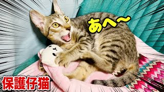 保護仔猫とボス猫が大暴れした結果,女王猫からの... #猫 #保護猫 #仔猫 #kitten