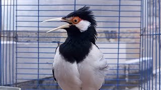 Pancingan Jalak Suren Gacor Mompa Full Variasi - Masteran Suara Burung Jalak Gacor Full Isian Mewah