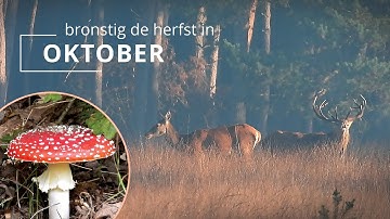 #120 - OKTOBER - bronstig de herfst in