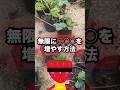 無限に◯◯◯を増やす方法　#苗作り #家庭菜園