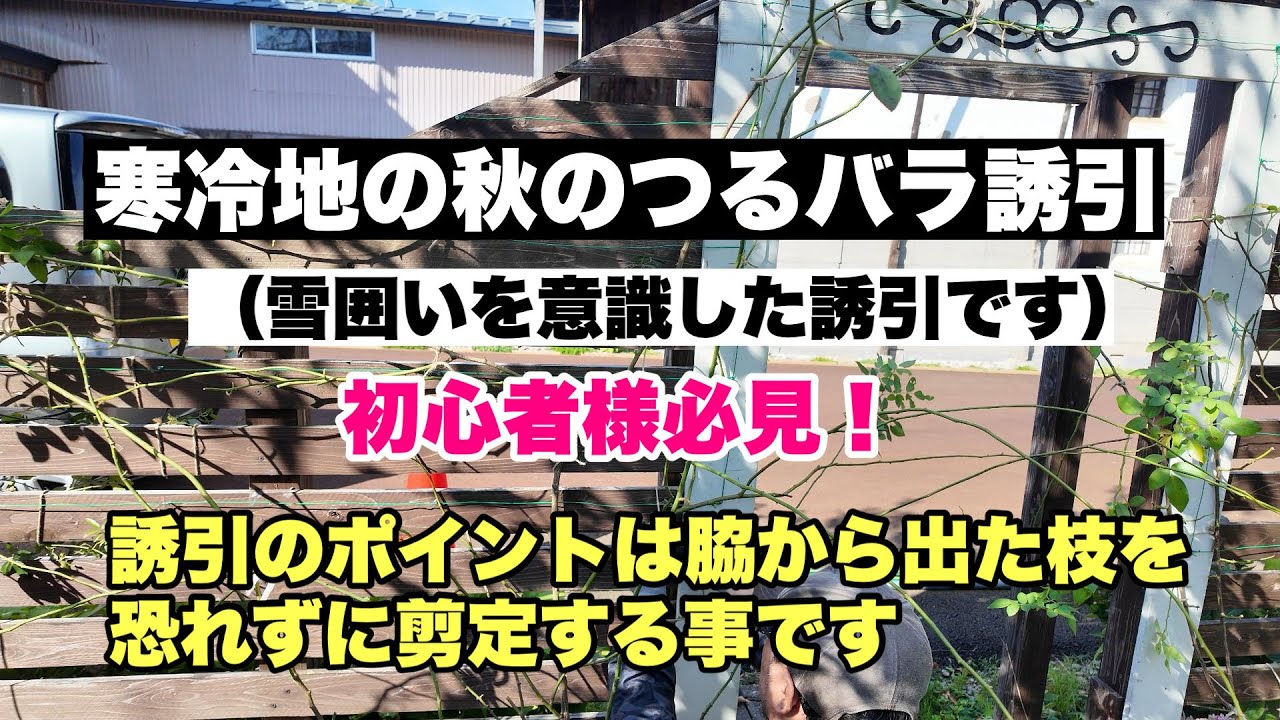 初心者様必見！2024 寒冷地の秋のつるバラ誘引！ポイントは脇から出た枝を恐れず切りましょう！