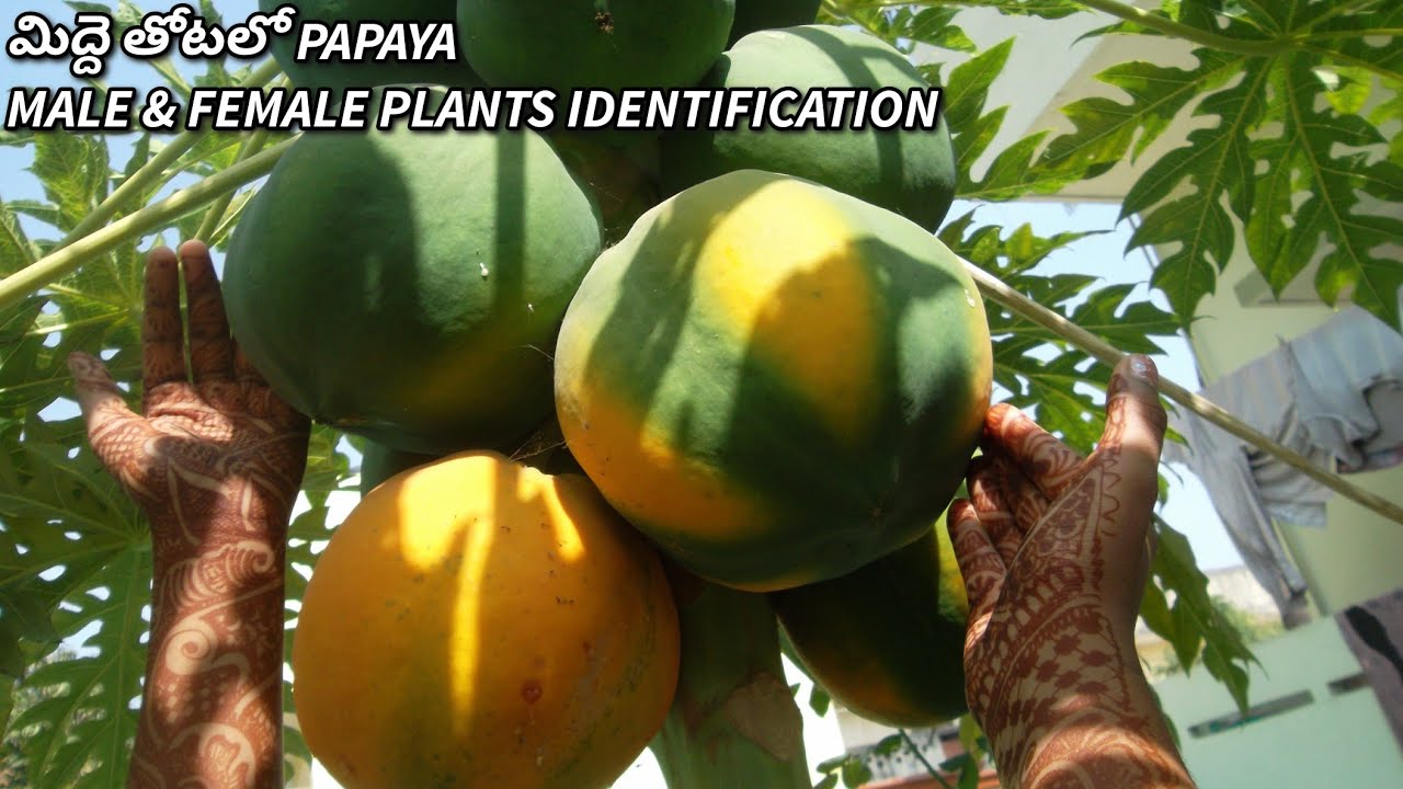 Papaya on my terrace from seed to fruit Papaya male female plant identification Prema's