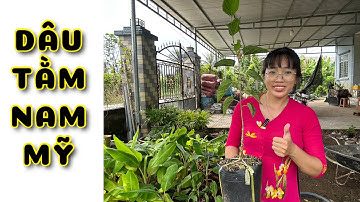 Cây Dâu tằm Nam Mỹ siêu ngọt | 0386569374 - Ngọc Ngân Bến Tre | Chuyên cây độc lạ