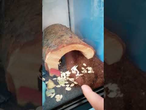 Video: Cucaracha De Madagascar: Monstruo O Mascota