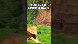 Os animais que GANHAM do LEÃO #shorts #animais #bichos