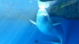 シロイルカ、おもちゃに夢中で泳ぎ回り・上越市水族館うみがたり（2018.9.8）