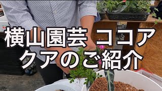 横山園芸 ココアクアのご紹介 In 矢祭園芸販売会 Youtube