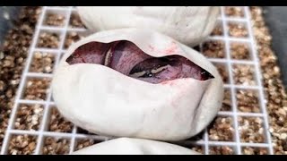 Ball Python Egg Cutting Did I Hit A Freeway Profile