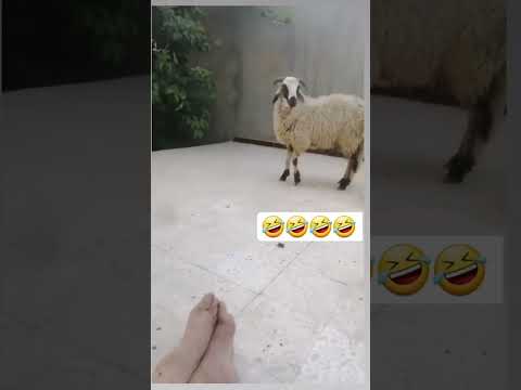 يحدث في ليبيا فقط الشعب الصيني ماله حل عيد الأضحى المبارك الحج