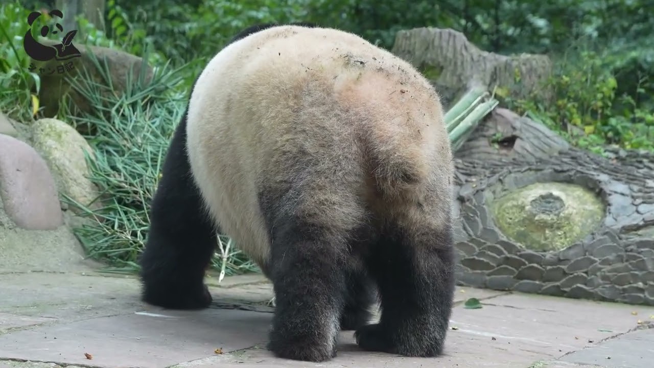 After Xiang Xiang finishes her meal in her room, she walks back