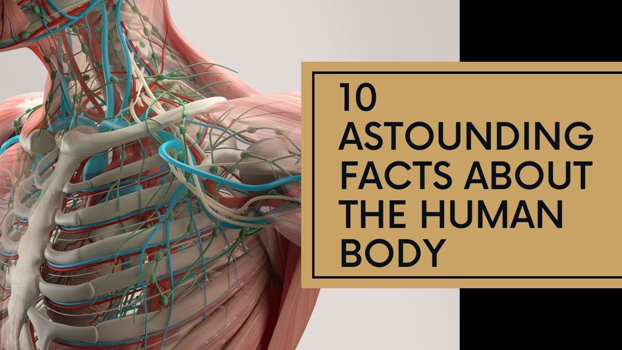 10 Astounding Facts About the Human Body You Never Knew | #HumanBody ,# ...
