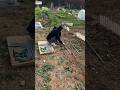 This Duck Trap is Going Viral Right Now! 🦆😱 part-1 #Shorts #Trending #DuckTrap #Viral