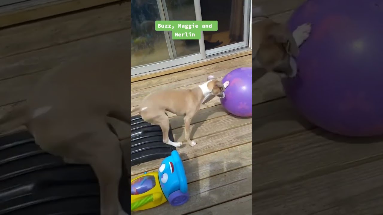 Doggy Deck Adventures: Playtime with Buzz, Maggie, and Merlin
