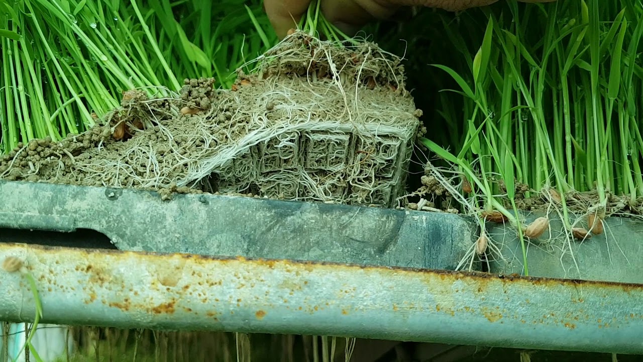 Sholini kukartirib ekishga tayyorlangani