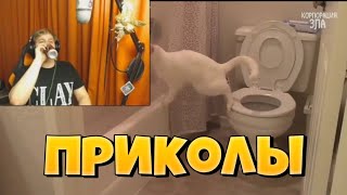 картинка: Пятёрка Смотрит Приколы С Котиками!